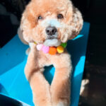 luffy dog with shiny coat after full service grooming in Georgetown