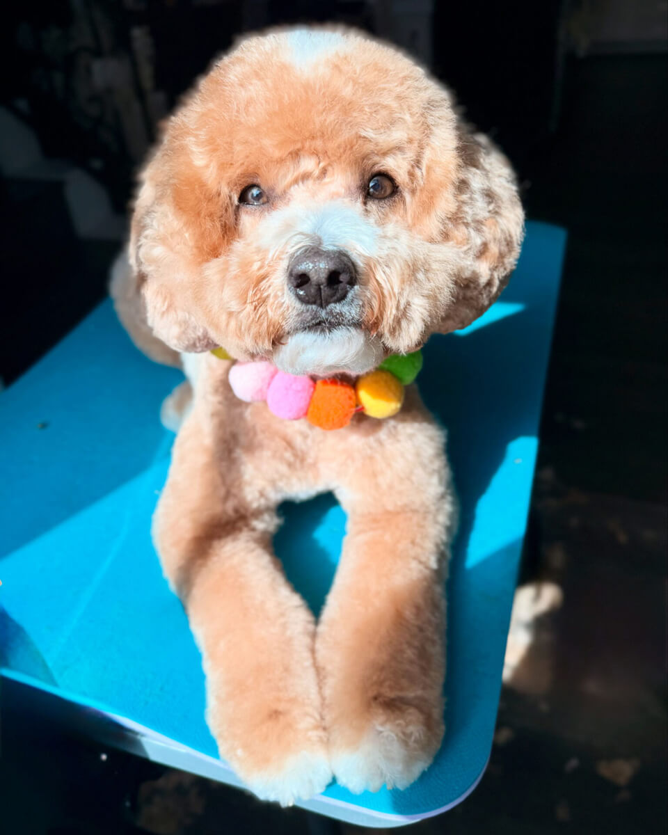 luffy dog with shiny coat after full service grooming in Georgetown