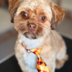 Smiling dog after bath and haircut at Beans 4 Toes dog grooming