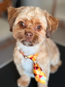 Smiling dog after bath and haircut at Beans 4 Toes dog grooming