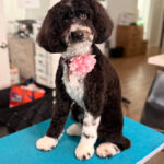 Dog spa grooming session with styled trim at Beans 4 Toes