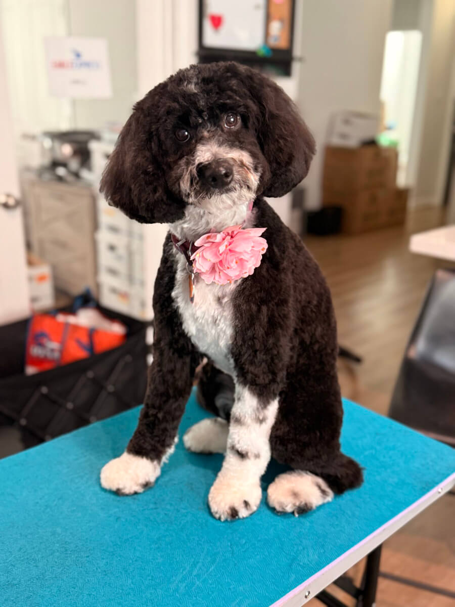 Dog spa grooming session with styled trim at Beans 4 Toes