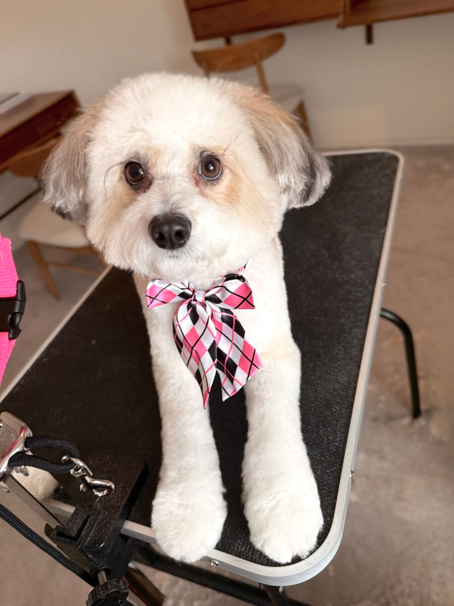 Happy clean pup after professional dog grooming near Austin TX