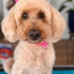 Freshly groomed dog after haircut at Beans 4 Toes in Georgetown TX