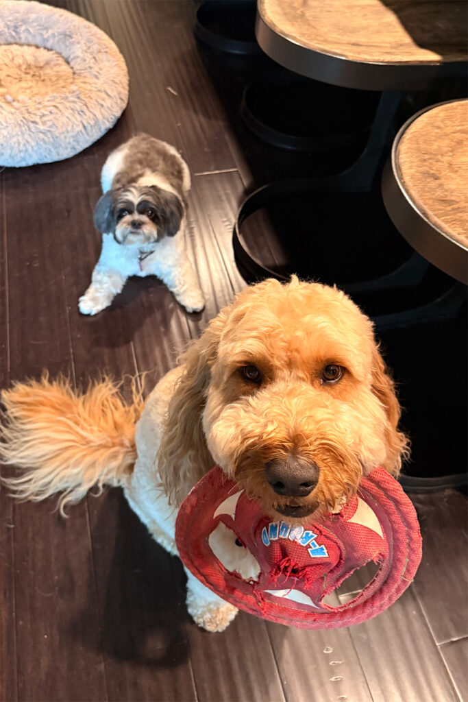 In-Home Overnight Pet Sitting